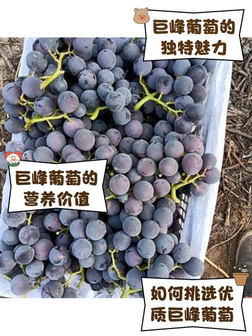 新疆葡萄几月成熟？-第2张图片-花冠旅游服务
