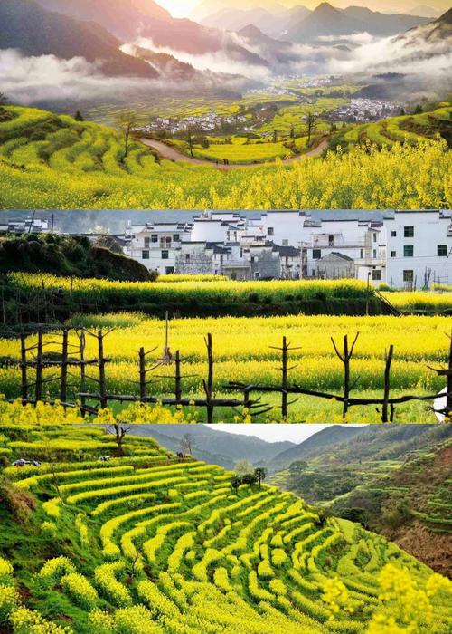 婺源油菜花开了吗？-第2张图片-花冠旅游服务