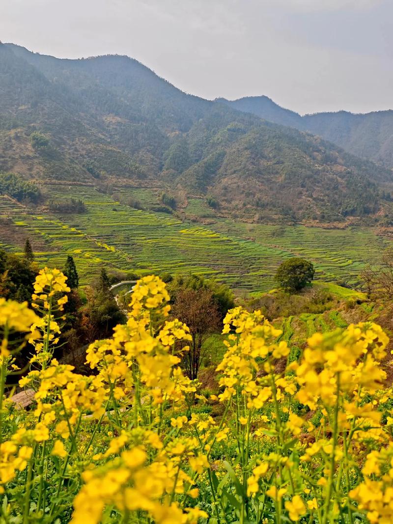 婺源油菜花开了吗？-第1张图片-花冠旅游服务