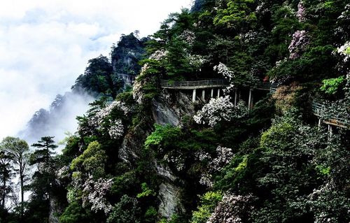 井冈山杜鹃山索道有何独特之处？-第2张图片-花冠旅游服务