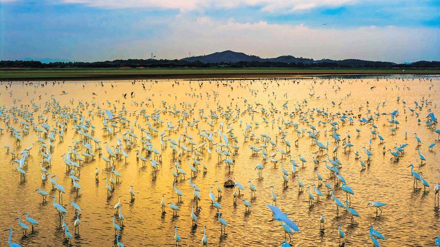 鄱阳湖候鸟保护区有何生态价值？-第1张图片-花冠旅游服务