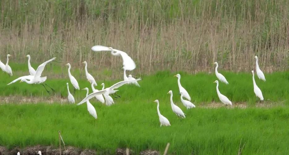 鄱阳湖候鸟保护区有何生态价值？-第2张图片-花冠旅游服务
