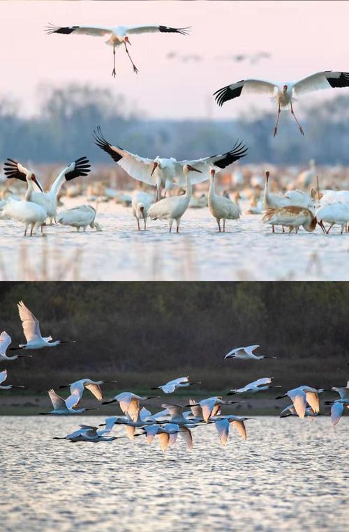 鄱阳湖候鸟保护区有何生态价值？-第3张图片-花冠旅游服务
