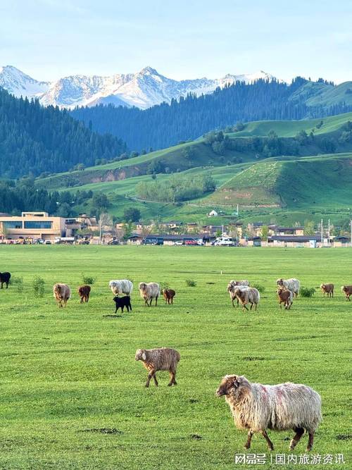 新疆最好的旅行社是哪家？-第2张图片-花冠旅游服务