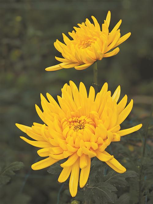 福建福州菊花种植基地有何特色？-第2张图片-花冠旅游服务