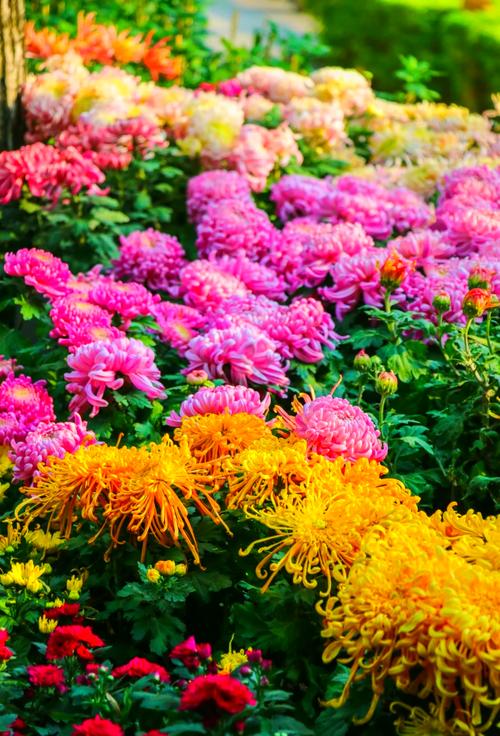 福建福州菊花种植基地有何特色？-第3张图片-花冠旅游服务