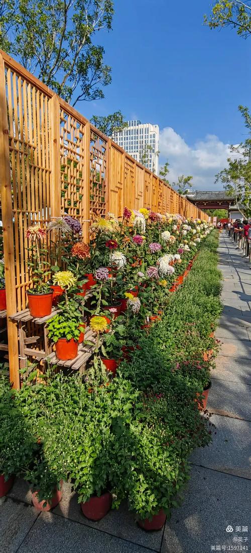 福建福州菊花种植基地有何特色？-第1张图片-花冠旅游服务