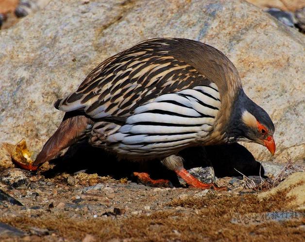 新疆雪鸡多少钱一只-第2张图片-花冠旅游服务