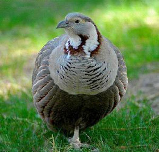 新疆雪鸡多少钱一只-第3张图片-花冠旅游服务