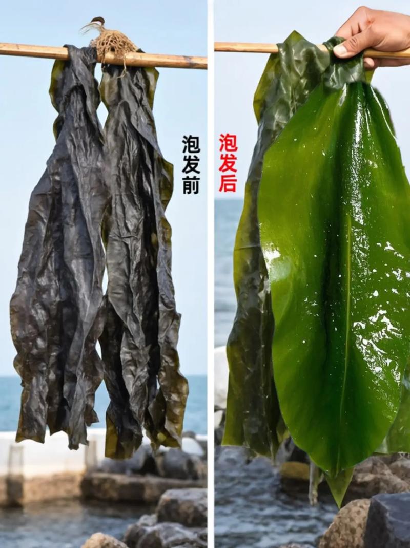 福建霞浦收海带招工，待遇如何？-第1张图片-花冠旅游服务