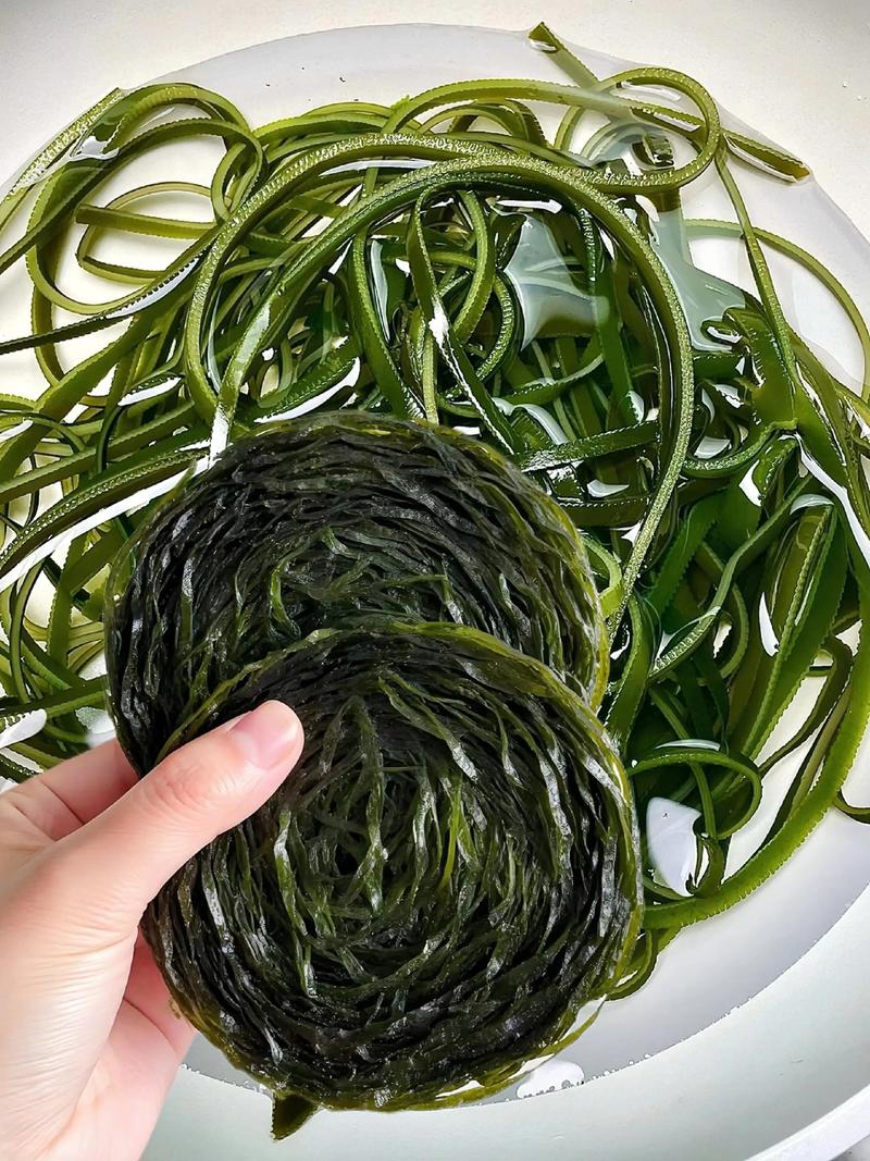 福建霞浦收海带招工，待遇如何？-第3张图片-花冠旅游服务