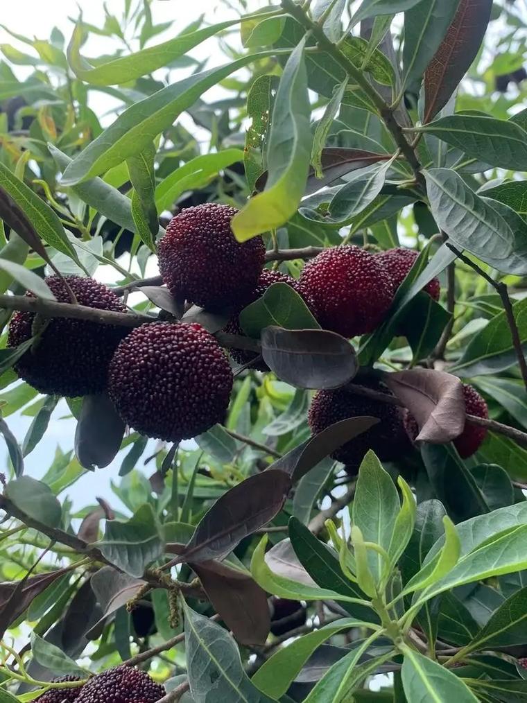 福建杨梅几月成熟？-第1张图片-花冠旅游服务