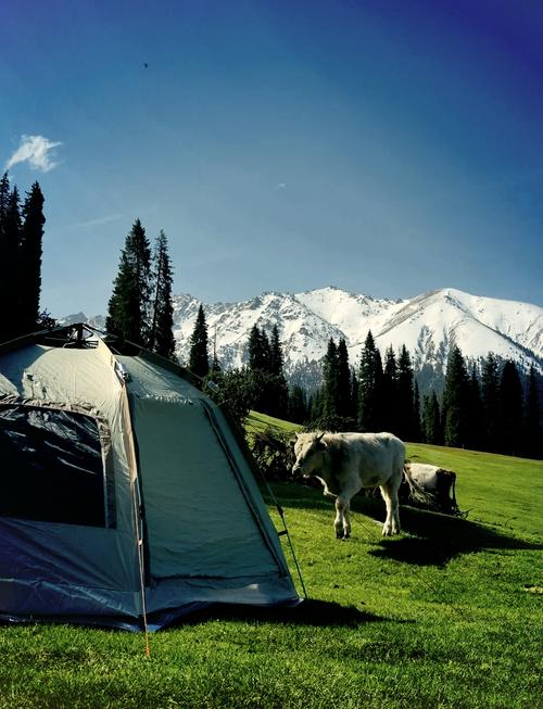 新疆南山牧场一日游，有哪些必体验？-第1张图片-花冠旅游服务