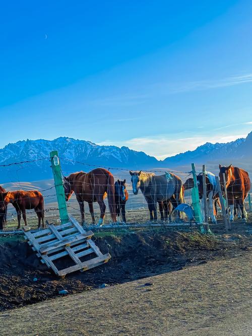 新疆南山牧场一日游，有哪些必体验？-第3张图片-花冠旅游服务
